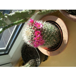 Zdjęcia użytkowników Samsung SGH-U900 Soul