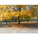 Zdjęcia użytkowników Samsung SGH-U900 Soul