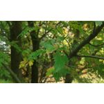 Zdjęcia użytkowników Samsung SM-G357FZ