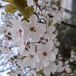 Zdjęcia użytkowników Samsung Galaxy A16 5G Zdjęcia użytkowników Samsung Galaxy A16 5G