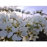 Zdjęcia użytkowników Samsung Galaxy A55 5G