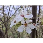 Zdjęcia użytkowników Samsung Galaxy A55 5G