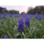 Zdjęcia użytkowników Samsung Galaxy A55 5G