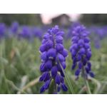 Zdjęcia użytkowników Samsung Galaxy A55 5G