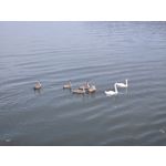 Zdjęcia użytkowników Samsung Galaxy Z Fold7