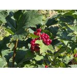 Zdjęcia użytkowników Samsung Galaxy Z Fold7