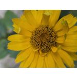 Zdjęcia użytkowników Samsung Galaxy Z Fold7