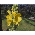 Zdjęcia użytkowników Samsung Galaxy Z Fold7