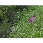 Zdjęcia użytkowników Samsung Galaxy Z Fold7