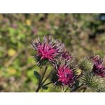 Zdjęcia użytkowników Samsung Galaxy Z Fold7