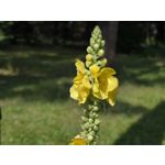 Zdjęcia użytkowników Samsung Galaxy Z Fold7