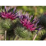 Zdjęcia użytkowników Samsung Galaxy Z Fold7