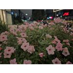 Zdjęcia użytkowników Samsung Galaxy Z Fold7