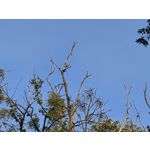 Zdjęcia użytkowników Samsung Galaxy Z Fold7