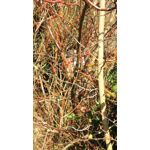 Zdjęcia użytkowników Sharp Aquos P1