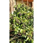 Zdjęcia użytkowników Sharp Aquos P1