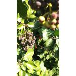 Zdjęcia użytkowników Sharp Aquos P1