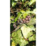 Zdjęcia użytkowników Sharp Aquos P1