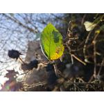 ZDJĘCIA Z TEGO TELEFONU