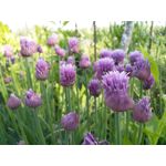 Zdjęcia użytkowników Sharp Aquos V