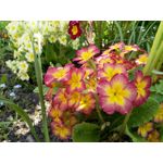 Zdjęcia użytkowników Sharp Aquos V