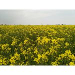 Zdjęcia użytkowników Sharp Aquos V