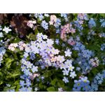 Zdjęcia użytkowników Sharp Aquos V