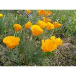 Zdjęcia użytkowników Sharp Aquos V