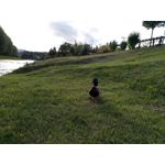 Zdjęcia użytkowników Sharp Aquos V