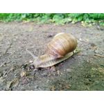 Zdjęcia użytkowników Sharp Aquos V