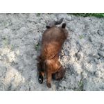 Zdjęcia użytkowników Sharp Aquos V