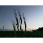 Zdjęcia użytkowników Sharp Aquos V