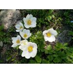 Zdjęcia użytkowników Sharp Aquos V