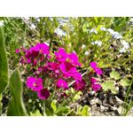 Zdjęcia użytkowników Sharp Aquos V