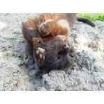 Zdjęcia użytkowników Sharp Aquos V