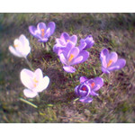 Zdjęcia użytkowników Siemens C65 Zdjęcia użytkowników Siemens C65