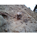 Zdjęcia użytkowników Sony Ericsson C510 Zdjęcia użytkowników Sony Ericsson C510