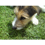 Zdjęcia użytkowników Sony Ericsson C510 Zdjęcia użytkowników Sony Ericsson C510