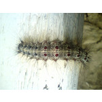 Zdjęcia użytkowników Sony Ericsson C510 Zdjęcia użytkowników Sony Ericsson C510