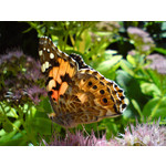 Zdjęcia użytkowników Sony Ericsson C510 Zdjęcia użytkowników Sony Ericsson C510