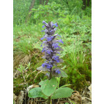 Zdjęcia użytkowników Sony Ericsson C510 Zdjęcia użytkowników Sony Ericsson C510