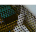 Zdjęcia użytkowników Sony Ericsson C510 Zdjęcia użytkowników Sony Ericsson C510