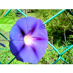 Zdjęcia użytkowników Sony Ericsson C510 Zdjęcia użytkowników Sony Ericsson C510