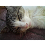 Zdjęcia użytkowników Sony Ericsson C510 Zdjęcia użytkowników Sony Ericsson C510