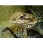 Zdjęcia użytkowników Sony Ericsson C510 Zdjęcia użytkowników Sony Ericsson C510