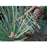 Zdjęcia użytkowników Sony Ericsson C510 Zdjęcia użytkowników Sony Ericsson C510