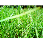 Zdjęcia użytkowników Sony Ericsson C510 Zdjęcia użytkowników Sony Ericsson C510