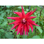 Zdjęcia użytkowników Sony Ericsson C510 Zdjęcia użytkowników Sony Ericsson C510