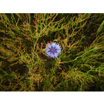 Zdjęcia użytkowników Sony Ericsson C510 Zdjęcia użytkowników Sony Ericsson C510