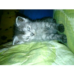 Zdjęcia użytkowników Sony Ericsson C510 Zdjęcia użytkowników Sony Ericsson C510